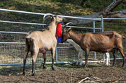 hofman-image:25925fd3af7be4a47135d623fbb52c91e65e804b3bd5ac352ae1719d43c30b88