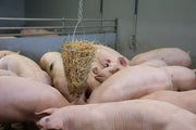 hofman-image:7a0660995c28352392dd5e80ba4b95045490405d7443eb1ad736b22a7ade823f