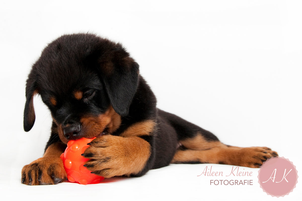 hofman-image:23288fb4bf2f566eac1323e0f7394ac15c181e1b9ac530752dbba119bf9cc5a5