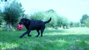 hofman-image:fc8307ec4ae74211085e9bd7bd365c1c41214322ad36ef0c4cb29ca5788e9dad