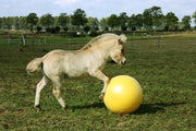 hofman-image:29e0283c48dbf87820cc921b704e3932457becdb780da39e1362d1efca29c781